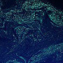 A dark blue sky-like background with turquoise light specs going across.