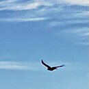 The image is of a bird flying among streaky cirrus clouds