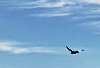 The image is of a bird flying among streaky cirrus clouds