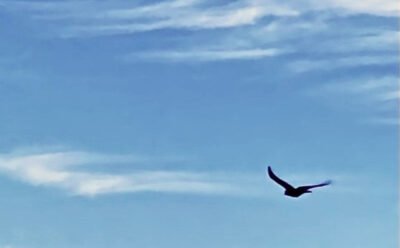 The image is of a bird flying among streaky cirrus clouds