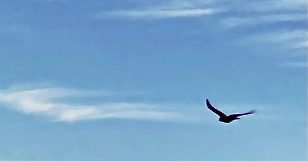 The image is of a bird flying among streaky cirrus clouds
