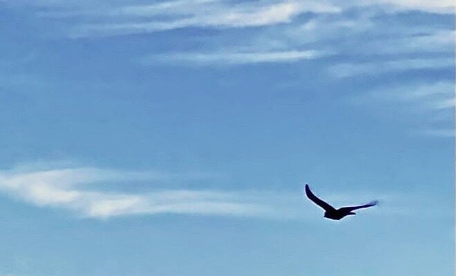 The image is of a bird flying among streaky cirrus clouds