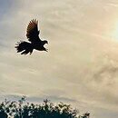 The image is of a pigeon with full wingspan flying toward the afternoon sun
