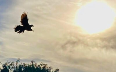 The image is of a pigeon with full wingspan flying toward the afternoon sun