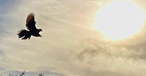 The image is of a pigeon with full wingspan flying toward the afternoon sun