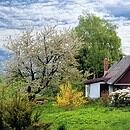 A lone cottage framed by spring trees, white blossoms, and a dirt footpath