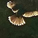 The image is of bird in the entrance of a tunnel, and the birds feathers are sparkling from light outside of the tunnel.