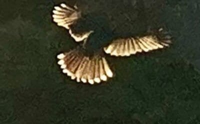The image is of bird in the entrance of a tunnel, and the birds feathers are sparkling from light outside of the tunnel.