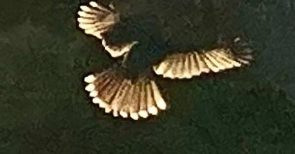 The image is of bird in the entrance of a tunnel, and the birds feathers are sparkling from light outside of the tunnel.