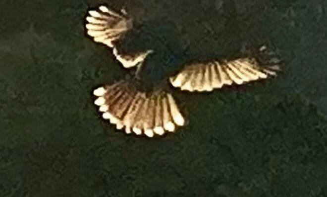 The image is of bird in the entrance of a tunnel, and the birds feathers are sparkling from light outside of the tunnel.