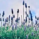 The image is of new spring flowers reaching for sun under a cloudy sky