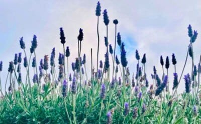 The image is of new spring flowers reaching for sun under a cloudy sky