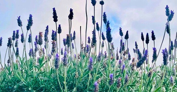 The image is of new spring flowers reaching for sun under a cloudy sky