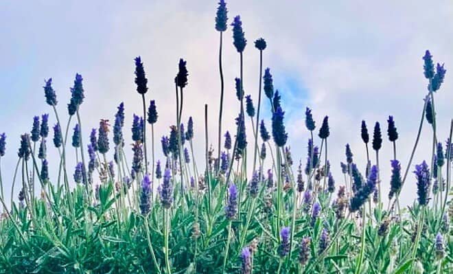 The image is of new spring flowers reaching for sun under a cloudy sky