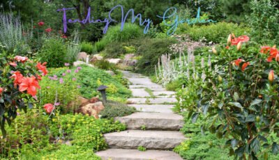 pathway through a garden