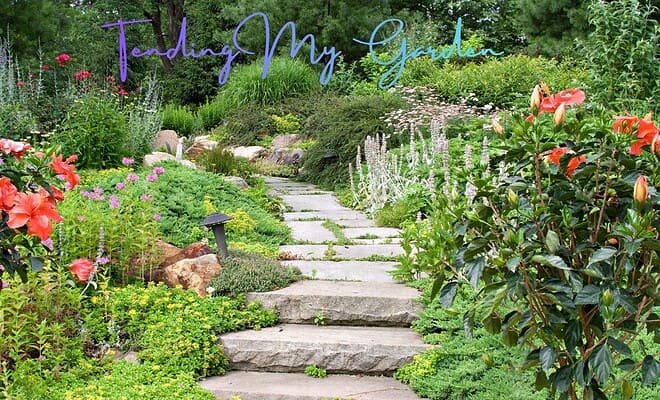 pathway through a garden
