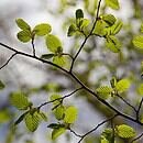Tree leaves connected to branch illuminated by sunlight