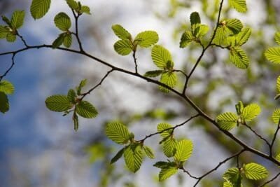 Tree leaves connected to branch illuminated by sunlight