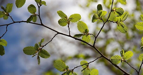Tree leaves connected to branch illuminated by sunlight