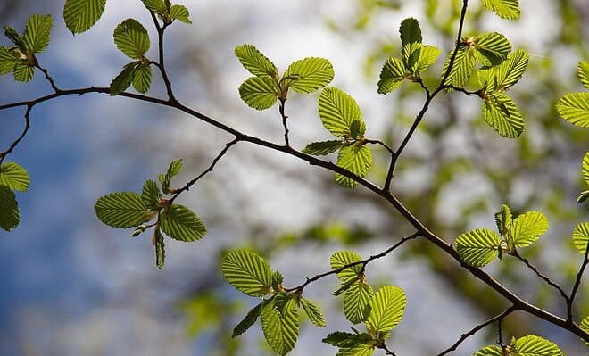 Tree leaves connected to branch illuminated by sunlight