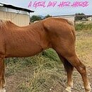 My chestnut horse eating his morning grain in the backyard