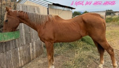My chestnut horse eating his morning grain in the backyard