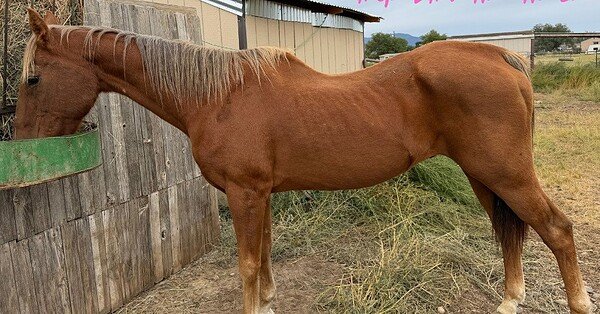 My chestnut horse eating his morning grain in the backyard