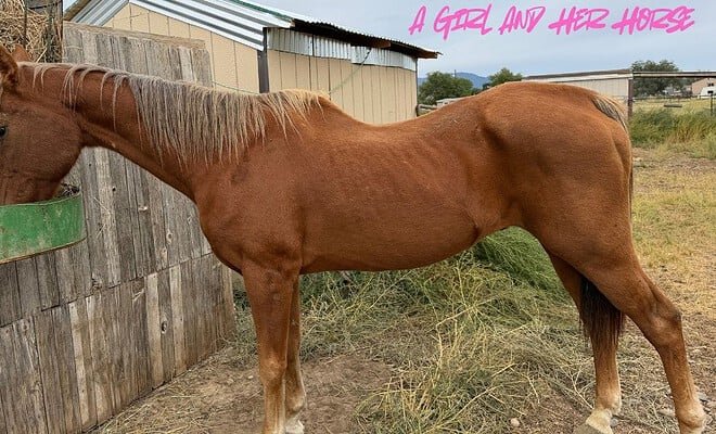 My chestnut horse eating his morning grain in the backyard
