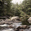 Image of Wildcat Falls in Merrimack, NH; the shot focusses on large, gray stones creating eddies in a wide stream in the middle of a pine tree forest