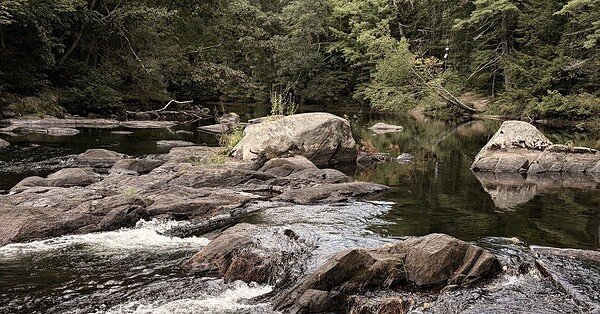 Image of Wildcat Falls in Merrimack, NH; the shot focusses on large, gray stones creating eddies in a wide stream in the middle of a pine tree forest