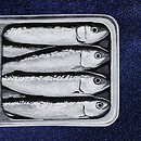 a black and white painting of an open sardine tin on a blue starry background