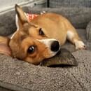 A brown and white dog laying on a gray dog bed chewing on a bone.