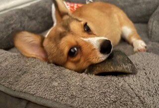 A brown and white dog laying on a gray dog bed chewing on a bone.