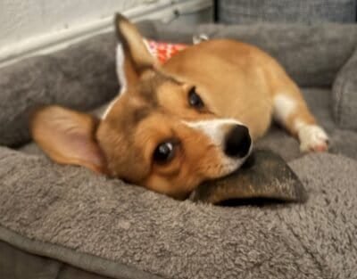 A brown and white dog laying on a gray dog bed chewing on a bone.