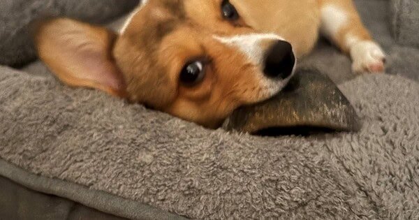 A brown and white dog laying on a gray dog bed chewing on a bone.