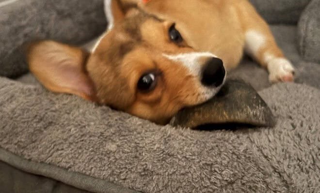 A brown and white dog laying on a gray dog bed chewing on a bone.