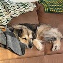 An old dog black and tan dog rests on the seat of a tan couch draped with handmade afghans.