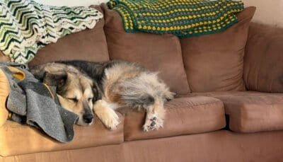 An old dog black and tan dog rests on the seat of a tan couch draped with handmade afghans.