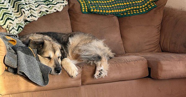 An old dog black and tan dog rests on the seat of a tan couch draped with handmade afghans.