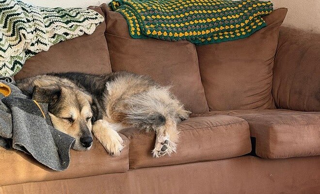 An old dog black and tan dog rests on the seat of a tan couch draped with handmade afghans.