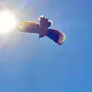 The image is of a bird flying below the sun in a clear blue sky.