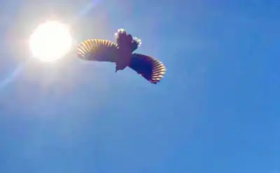 The image is of a bird flying below the sun in a clear blue sky.