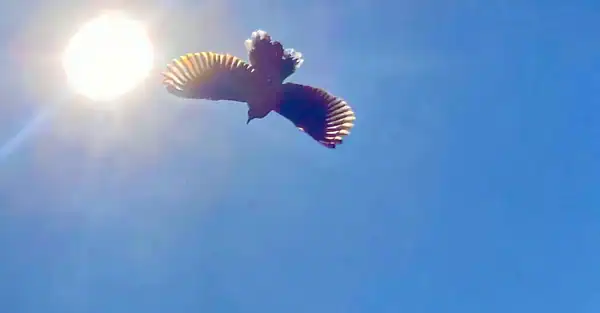 The image is of a bird flying below the sun in a clear blue sky.
