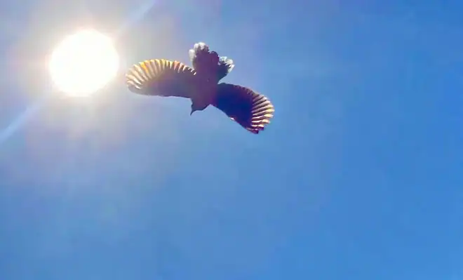 The image is of a bird flying below the sun in a clear blue sky.