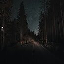 A starlight sky lined with the shadows of tall trees and a road barely visible.