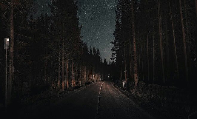 A starlight sky lined with the shadows of tall trees and a road barely visible.