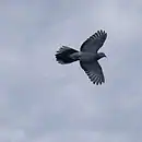 The image is of an old pigeon flying in a cloudy sky