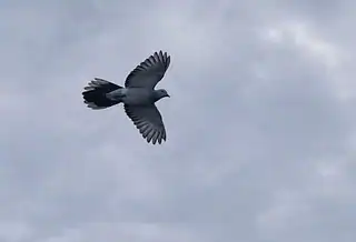 The image is of an old pigeon flying in a cloudy sky