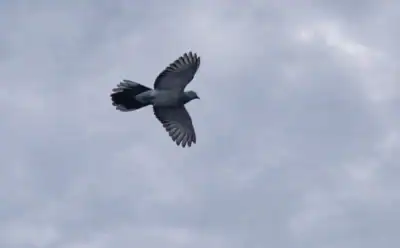 The image is of an old pigeon flying in a cloudy sky