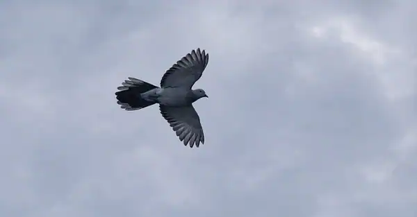 The image is of an old pigeon flying in a cloudy sky